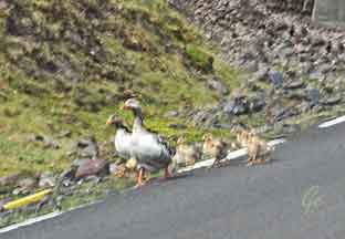 Faroe_Islands_Vagar_geese