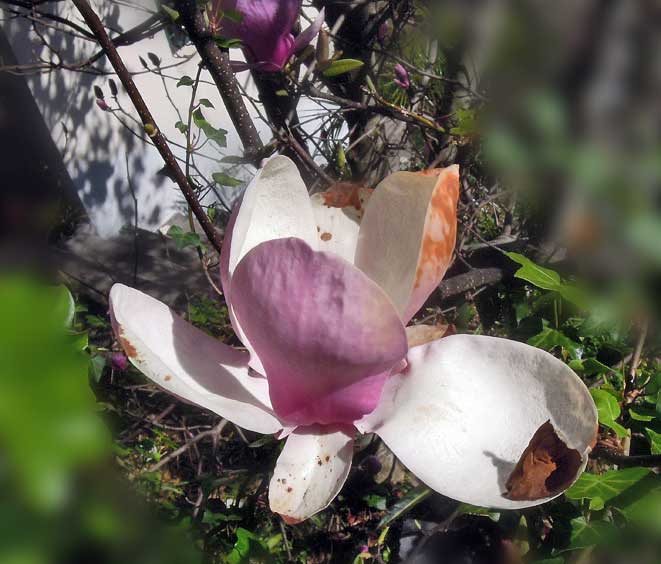Madeira_Camacha_magnolia