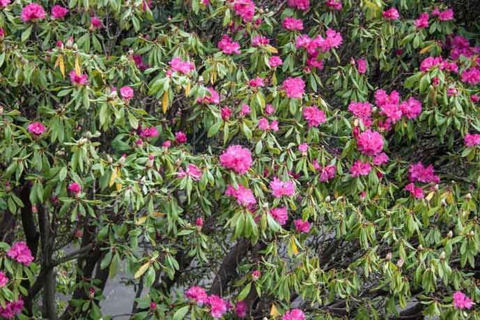 Madeira_Monte_rododendron.