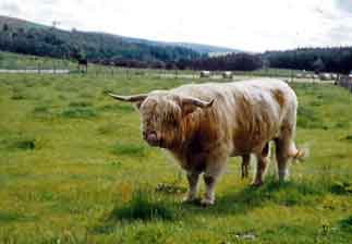 Highland_Cattle_Scotland