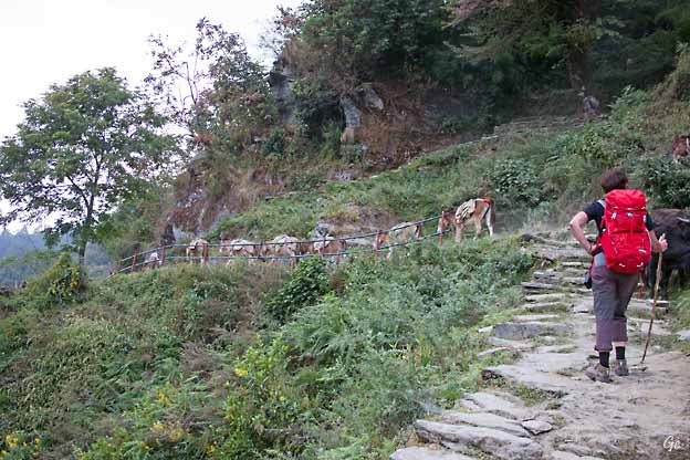 Nepal_trekking_Pothana_Ghandruk