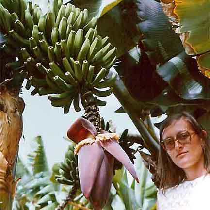 Gran_Canaria_bananplantasje