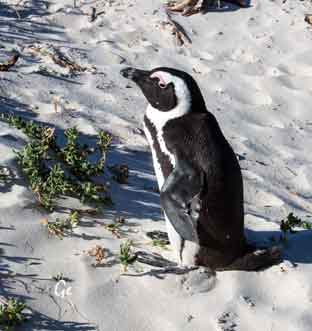 South-Africa_Simonstown_pingviner
