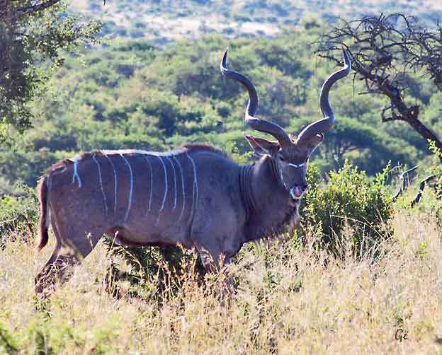 South-Africa_Nambiti-Game-Reserve_safari_kudu