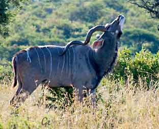 South-Africa_Nambiti-Game-Reserve_safari_kudu