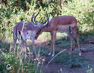 South-Africa_safari_Nambiti_impala