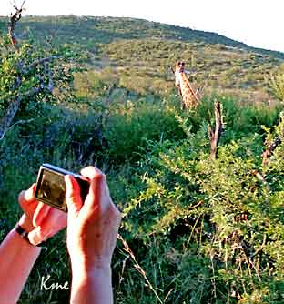 South-Africa_safari_sjiraf