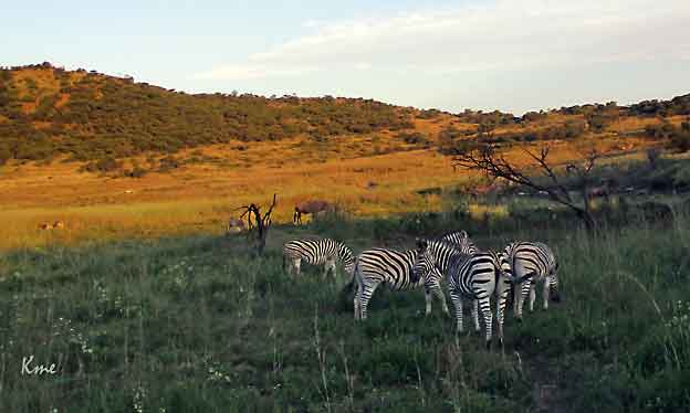 South-Africa_safari_sebra