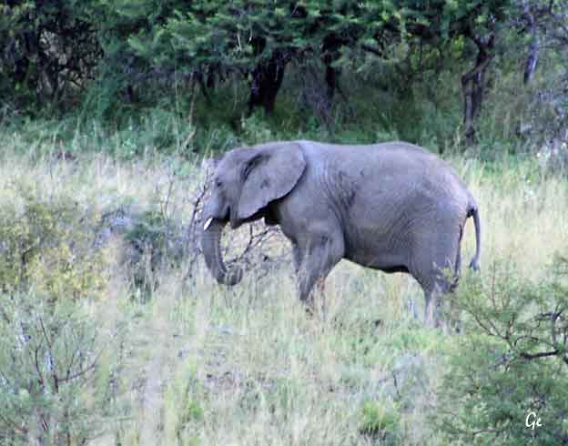 South-Africa_safari_Nambiti_elefant