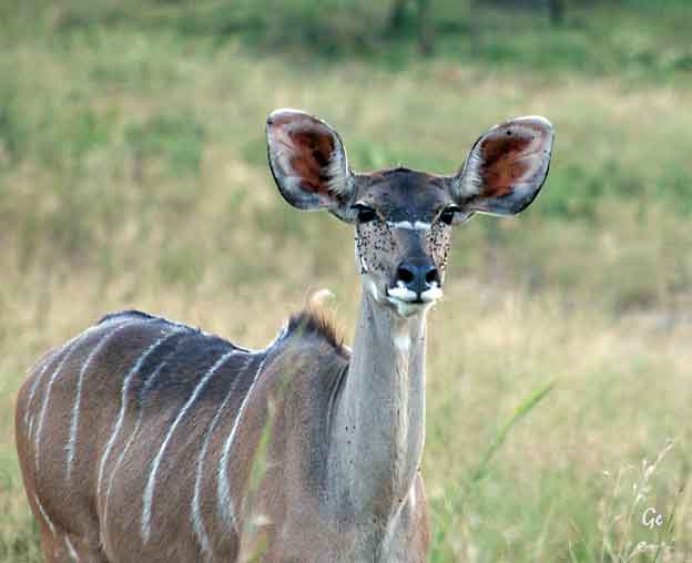 South-Africa_safari_Nambiti_kudu