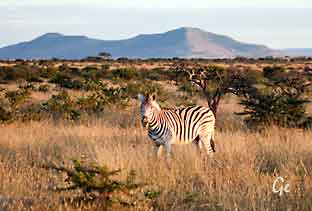 South-Africa_safari_Nambiti_sebra