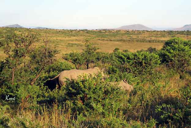 South-Africa_safari_Nambiti