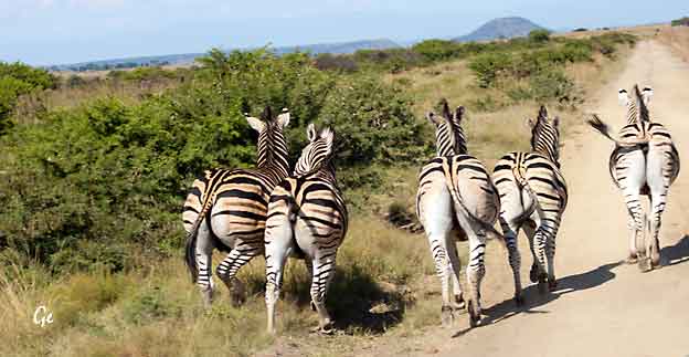 South-Africa_Springbok-Lodge_safari_Nambiti_sebraflokk
