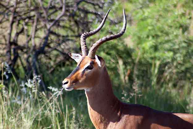 South-Africa_Springbok-Lodge_safari_Nambiti_impala
