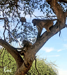 Botzwana_Kasane_Chobe-safari-Park