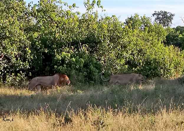 Botswana_Kasane_Chobe-Safari_Park
