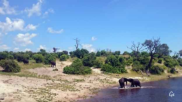 Botswana_Kasane_Chobe_Safari-Park