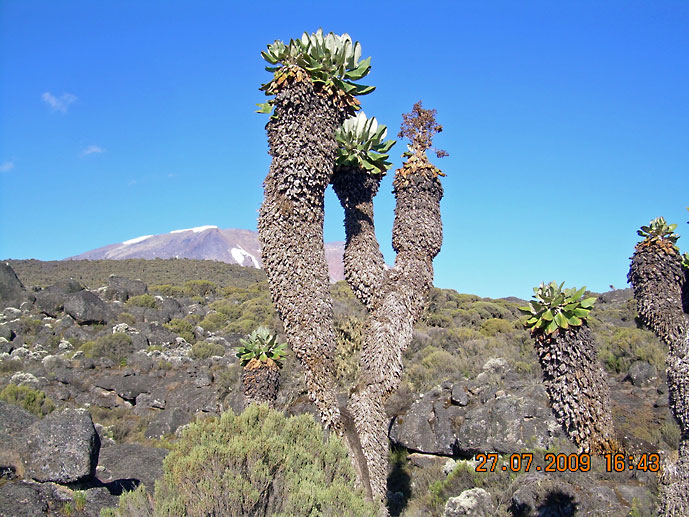 Tanzania_Kilimanjaro_og_kaktus