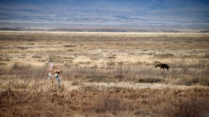 Tanzania_Ngorongoro_antilope_og_hyene