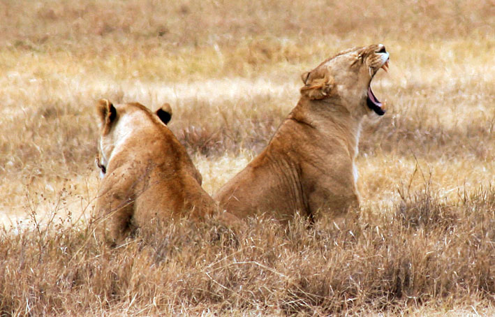 Tanzania_Ngorongoro_lions