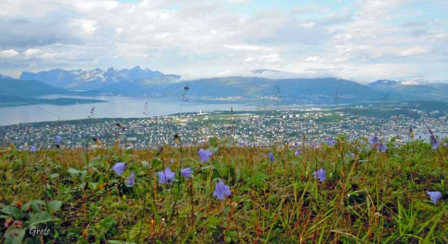 Tromso_utsikt_og_blomster