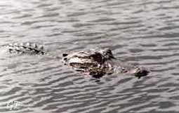 Florida_Everglades_alligator