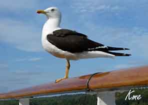 Cruise_Costa-Magica_seagulls