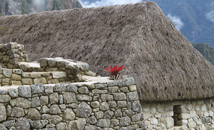 Peru_Machu_Picchu_red_flower