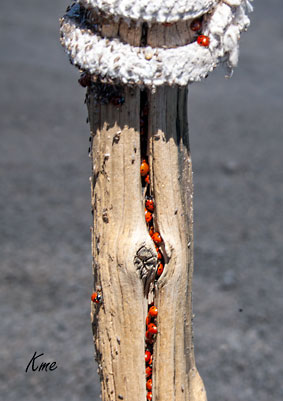 Etna_ladybird