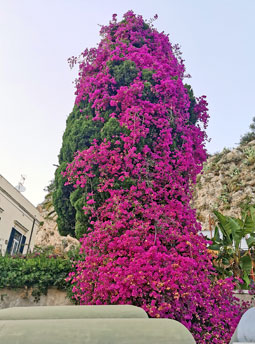 Taormina_buganvilla