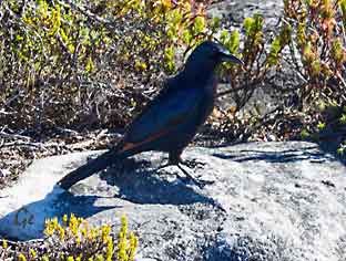 South-Africa_Cape-Town_Table-Mountain_red-wing