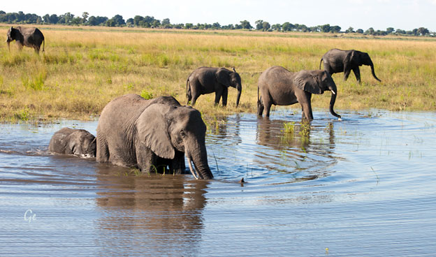Botswana_Kasane_Chobe-Safari_Park