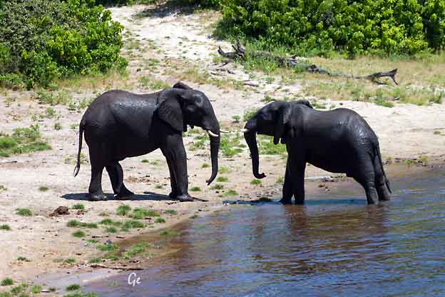 Botswana_Kasane_Chobe_Safari-Park